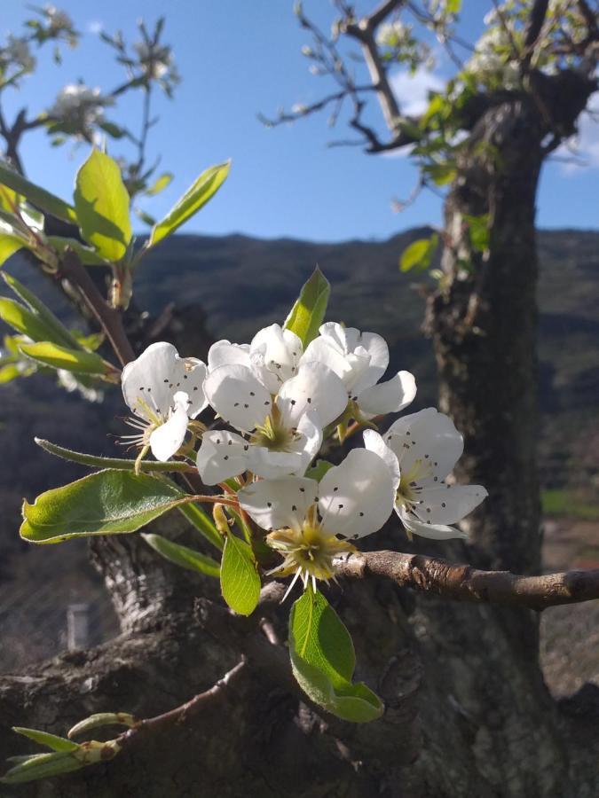 Quinta Da Timpeira Vendégház Lamego Kültér fotó