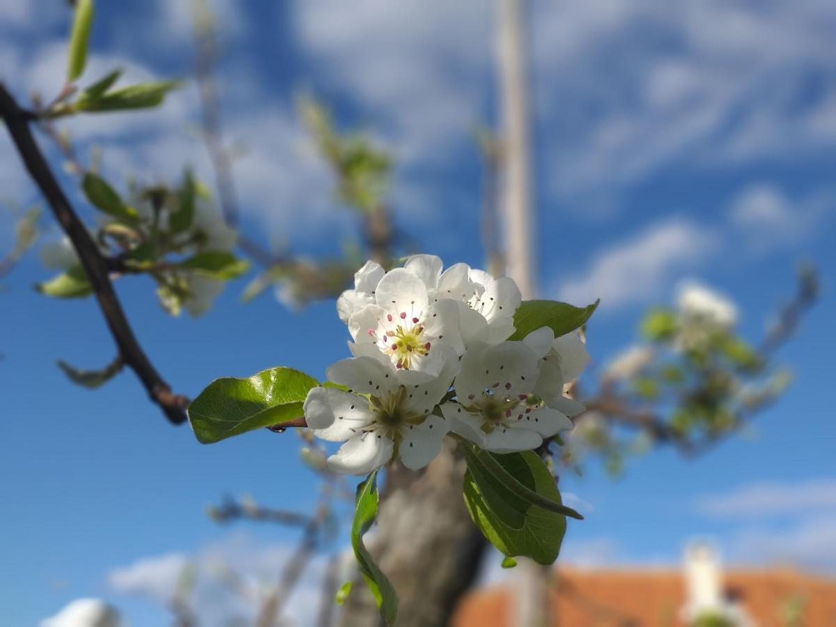 Quinta Da Timpeira Vendégház Lamego Kültér fotó
